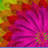 newyouforum.com