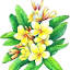 plumeriapassion.com