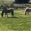 rockinprairiequine.com