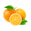 showcaseofcitrus.com