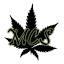 montrealcannabis-seeds.ca