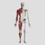 anatomifysiologi.se