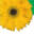floristeneinkauf.com