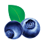 bluemountainberries.co.za