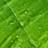 figleafforum.com