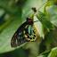 magicwings.com