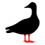 beangoosecoffee.com
