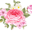 healingblooms.org