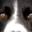 swat-dogs.com