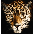 jagclub.net