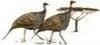 laikipia-wilderness.com