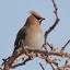 mebirdingfieldnotes.blog