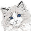 ragdollcatscolombia.com