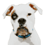deafdogsrock.org