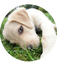 hollybarndogtraining.com