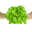 indoorhydroponics.info