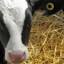 calfnotes.com