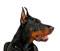 dobermann.com