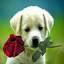mensagensdeamorcomimagens.com.br