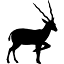 safariwilderness.com