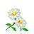 flora.am