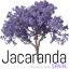 jacarandaspain.com