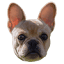 dreamworkzfrenchies.com