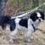 everythingshihtzu.com