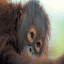 borneo-travel.com