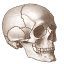 free-anatomy-quiz.com