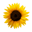 sendflowers.pk