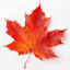 chrisdavies.ca
