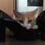 texascatny.com