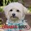 canadasguidetodogs.com