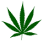 grainedecannabis.com