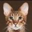 savannahcat.de