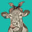 crazyheifers.com