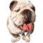 pooch.ca