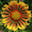 algorithmicbotany.org