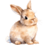 windowsbunny.de