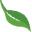 hobbyseeds.com