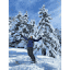 skiprosmegeve.com