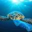 becauseturtleseatplasticbags.com