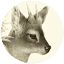 aapatagonia.org.ar