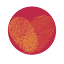 sayshaadi.com