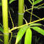 davisbamboo.com
