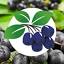 aronia-swiss.ch