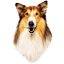 lassie-film.de