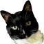 webhostingcat.com