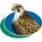 falconhospital.com